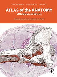 Téléchargez le livre :  Atlas of the Anatomy of Dolphins and Whales