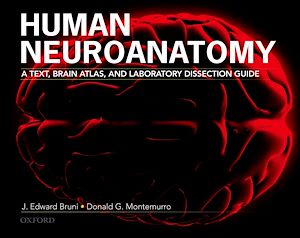 Téléchargez le livre :  Human Neuroanatomy