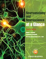 Télécharger le livre :  Neuroanatomy and Neuroscience at a Glance