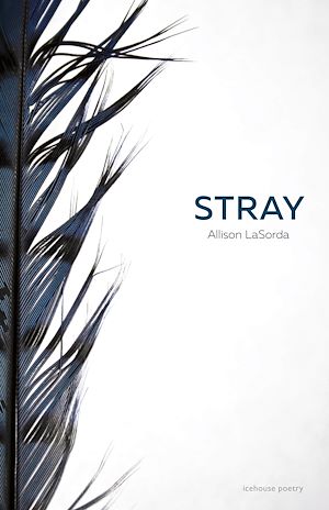 Download the eBook: Stray