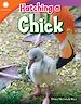Télécharger le livre :  Hatching a Chick