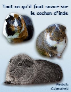 Télécharger le livre :  Tout ce qu'il faut savoir sur le cochon d'inde (nouvelle édition)
