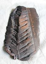 Télécharger le livre :  L'Écho de la lumière