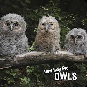 Téléchargez le livre :  How they live... Owls