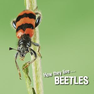 Téléchargez le livre :  How they live... Beetles